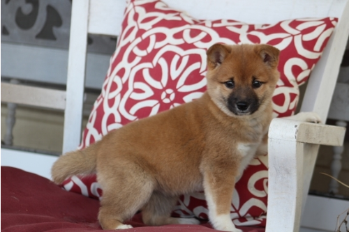 Gezonde 12 weken oude Shiba Inu-puppy's. - 0