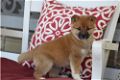 Gezonde 12 weken oude Shiba Inu-puppy's. - 0 - Thumbnail
