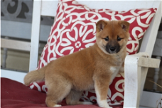 Gezonde 12 weken oude Shiba Inu-puppy's.