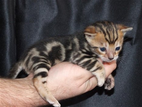 Leuke Bengaalse kittens beschikbaar - 0