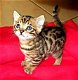 Geregistreerde Bengaalse kittens beschikbaar - 0 - Thumbnail