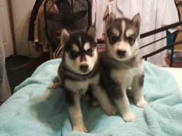 SIBERISCHE HUSKY PUPPIES - 0