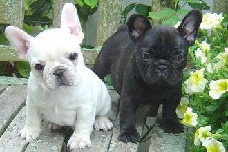 Franse bulldog-puppy's beschikbaar - 0