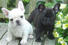 Franse bulldog-puppy's beschikbaar
