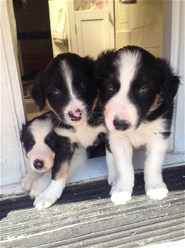 Mooie Border Collie Puppies Zwart / wit - 0