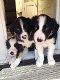 Mooie Border Collie Puppies Zwart / wit - 0 - Thumbnail