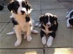 Mooie Border Collie Puppies Zwart / wit - 1 - Thumbnail