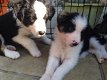 Mooie Border Collie Puppies Zwart / wit - 2 - Thumbnail