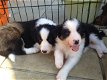 Mooie Border Collie Puppies Zwart / wit - 3 - Thumbnail