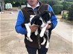 Mooie Border Collie Puppies Zwart / wit - 4 - Thumbnail