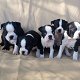 Mooie Boston Terriers - 0 - Thumbnail