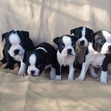 Mooie Boston Terriers