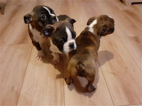 Mooie Boxer Pups - 0