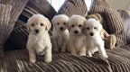 Prachtige Labradoodle-puppy's - 0 - Thumbnail