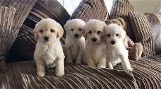 Prachtige Labradoodle-puppy's