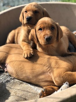 Schattige Labrador-puppy's - 0