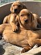 Schattige Labrador-puppy's - 0 - Thumbnail