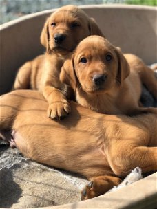 Schattige Labrador-puppy's