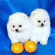 Mooie Pommeren puppy's - 0 - Thumbnail