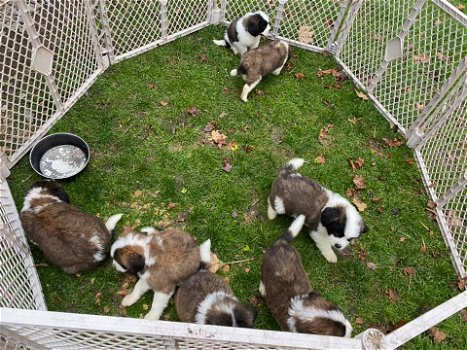 Leuke mannelijke en vrouwelijke Sint-bernardpuppies - 0