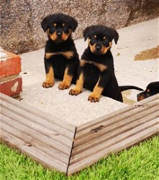 charmante mannelijke en vrouwelijke Rottweiler-puppy's