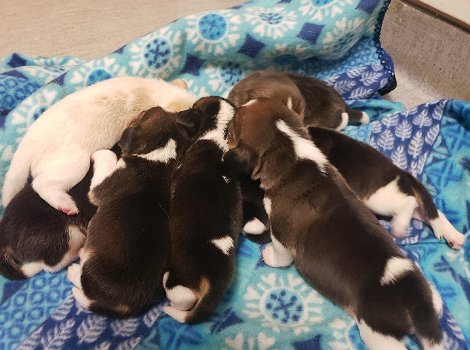 Beagle pups-100% - 0
