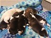 Beagle pups-100% - 0 - Thumbnail