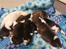 Beagle pups-100%