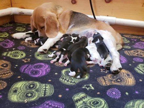 Beagle pups-100% - 1