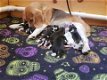 Beagle pups-100% - 1 - Thumbnail