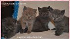 Gratis katten en kittens - 0 - Thumbnail