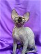 Mooie Sphynx kittens - 0 - Thumbnail