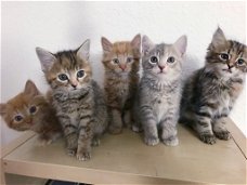 Mooie maine coon x kittens