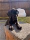 Akc Great Dane Puppies te koop - 0 - Thumbnail