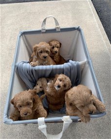 Goldendoodle pup