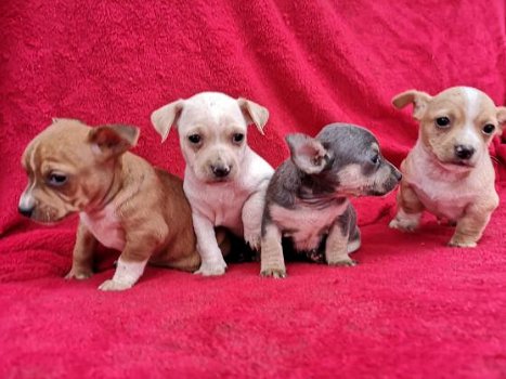 Mooie Chihuahua-puppy's - 0