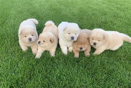 Schattige Chow Chow-puppy's - 0