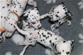 Kc geregistreerde zwartgevlekte Dalmatische puppy's - 0 - Thumbnail