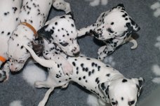 Kc geregistreerde zwartgevlekte Dalmatische puppy's
