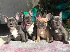 Kwaliteit Franse Bulldog-puppy's