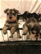 Schattige mannelijke en vrouwelijke Schnauzer-puppy's - 0 - Thumbnail