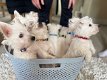 Mooie West Highland White Terrier-puppy's - 0 - Thumbnail