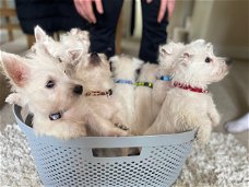 Mooie West Highland White Terrier-puppy's