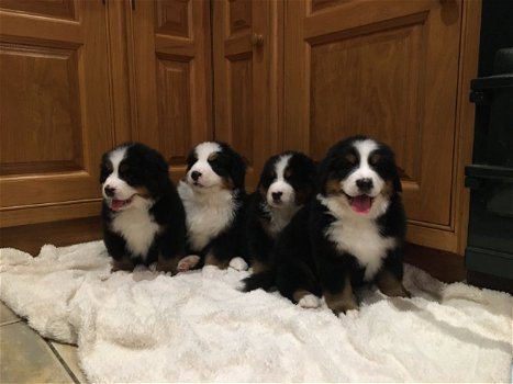 Mooie Berner Sennenpuppies - 0