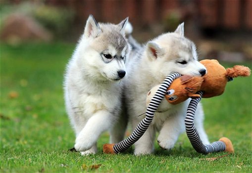 Leuke en schattige Siberische Husky-puppy's - 0