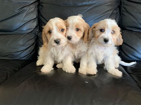 Schattige Cavachon-puppy's - 0