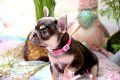 Mooie Franse Bulldog-puppy's (gaysan60@gmail.com) - 0 - Thumbnail