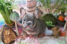  Leuke mannelijke en vrouwelijke Franse bulldogs (gaysan60@gmail.com)