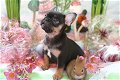 Mooie Franse Bulldog-puppy's op zoek naar een voor altijd thuis (gaysan60@gmail.com) - 0 - Thumbnail