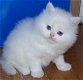 schattig Perzisch katje voor adoptie - 0 - Thumbnail